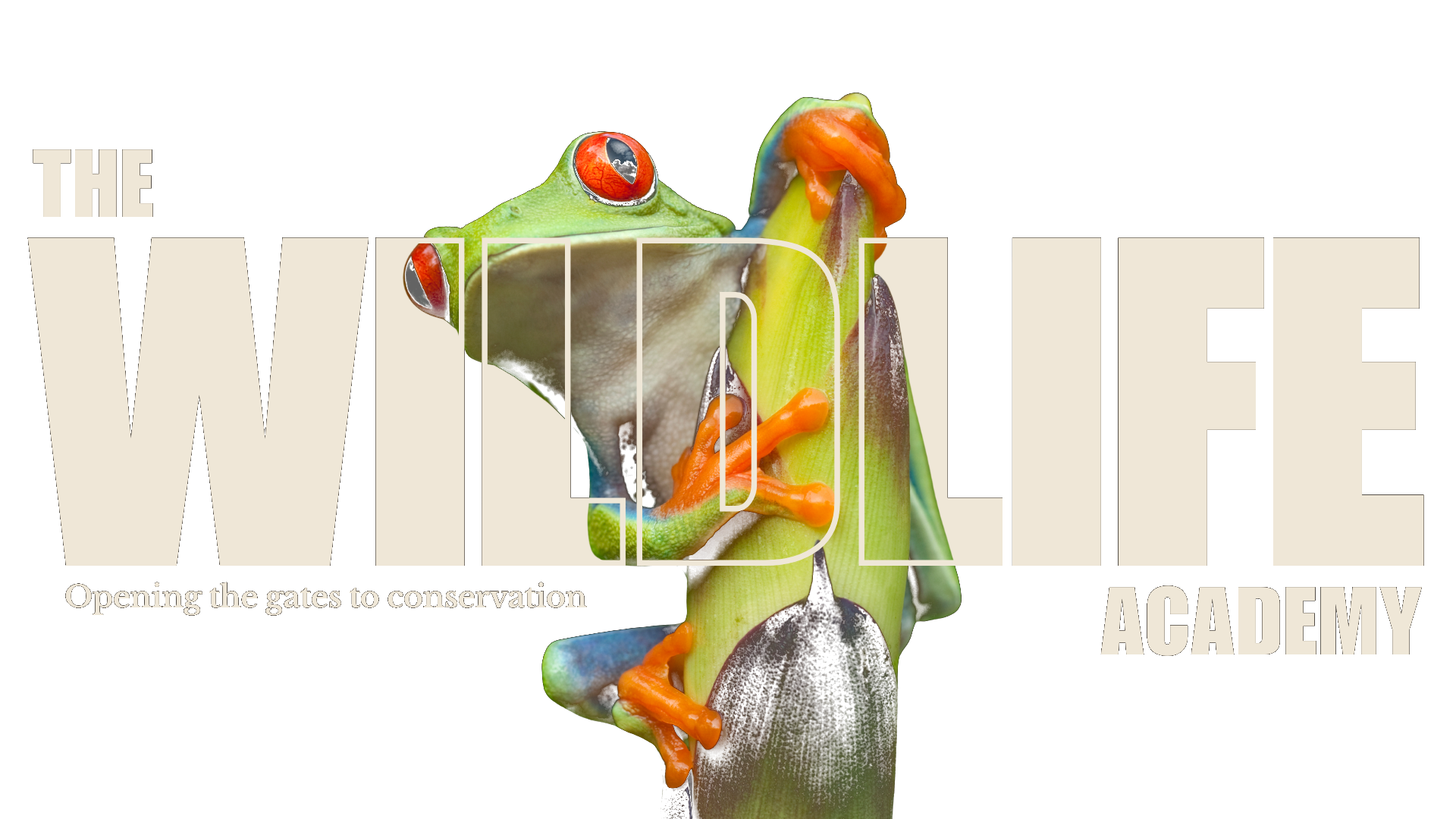 The Wildlife Academy — illustrated frog on a jungle branch