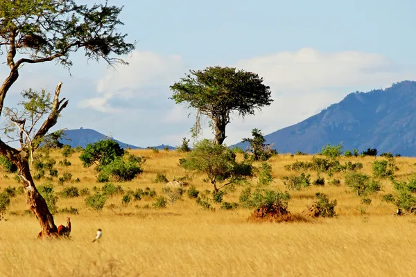 African savannah