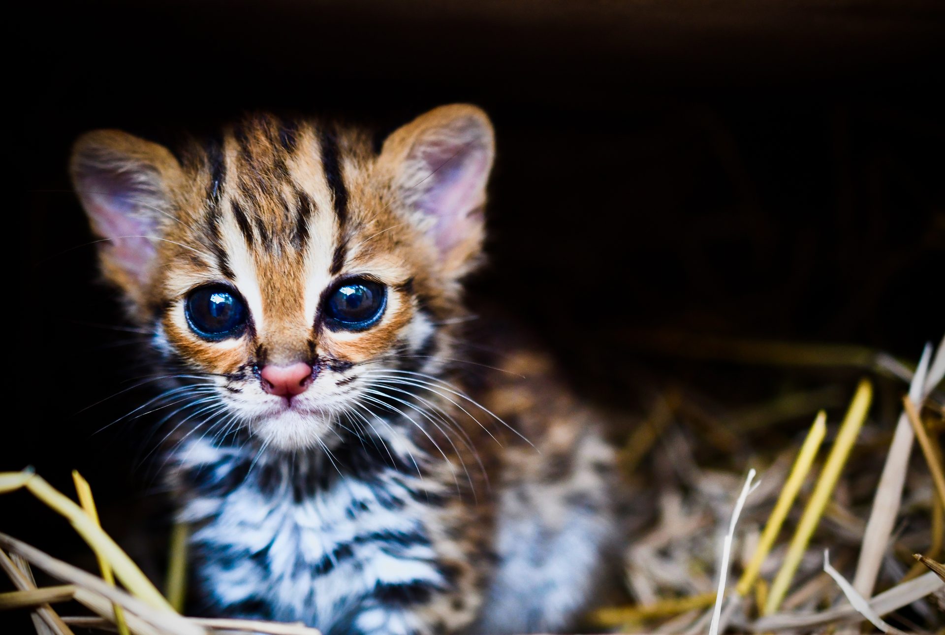 A leopard cat at LCTW, Laos