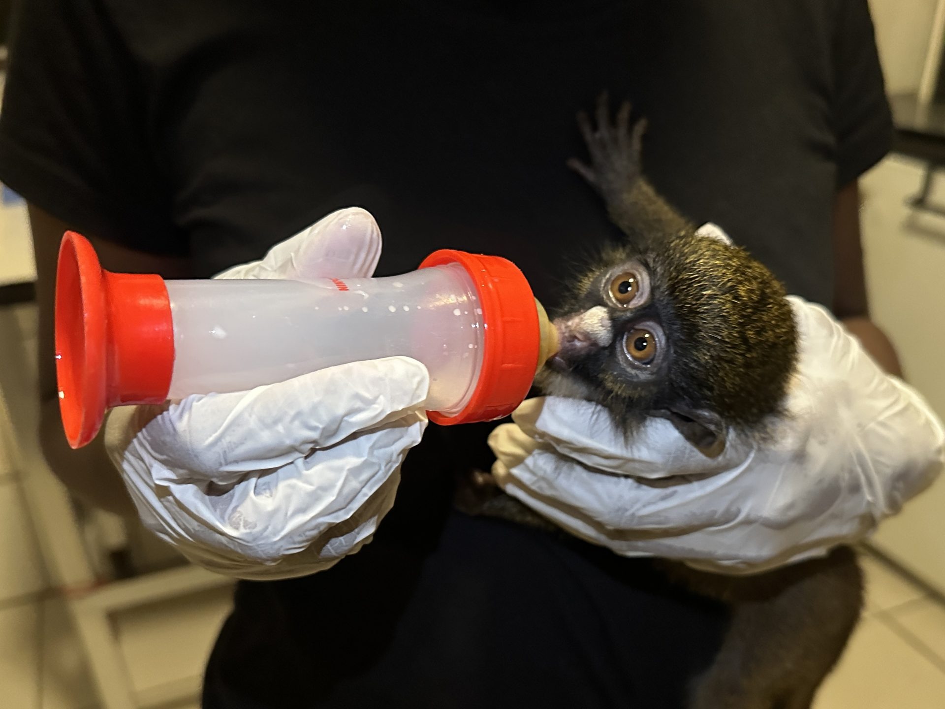 A juvenile monkey feeding at Libassa, Liberia
