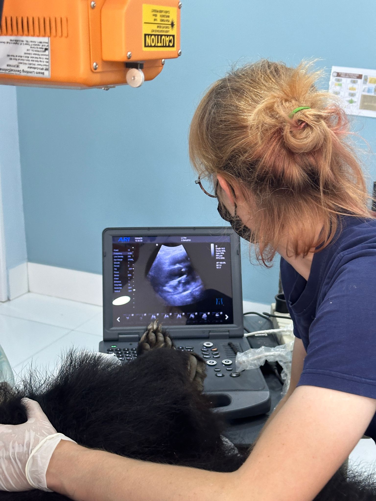 Moon Bear at LCTW, Laos